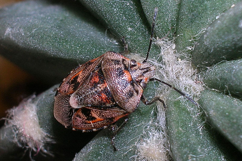 Cimice autunnale: Holcogaster