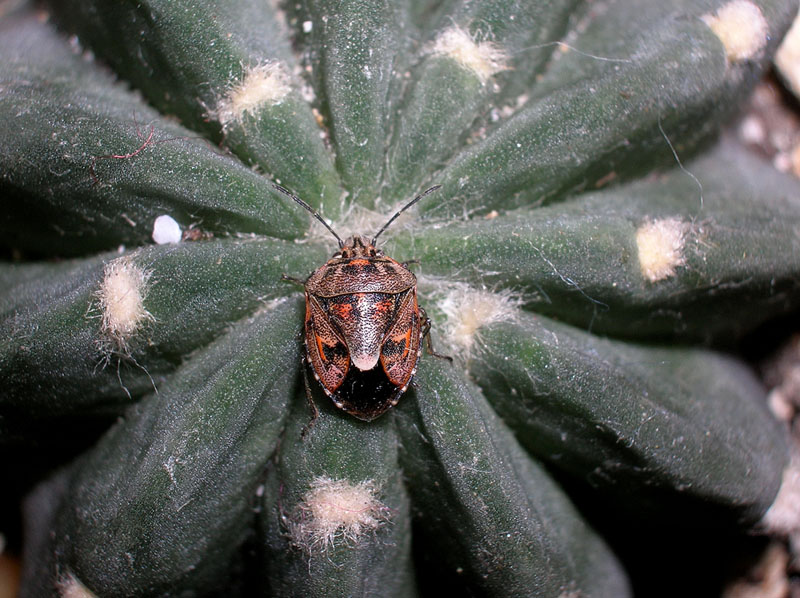 Cimice autunnale: Holcogaster