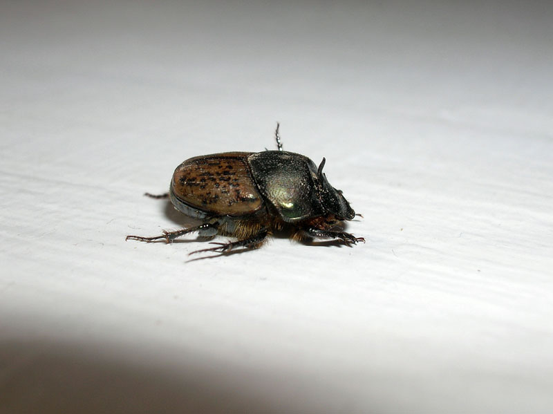 Quale Onthophagus??