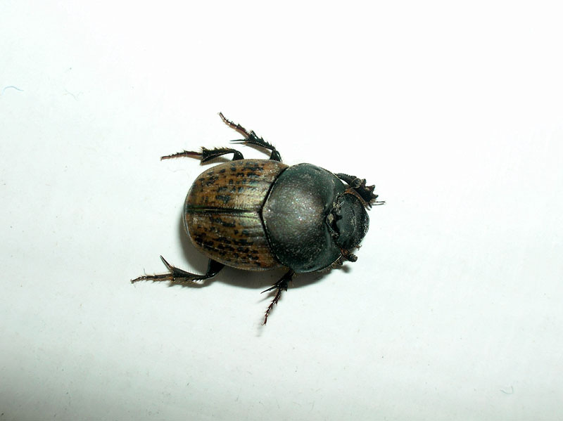 Quale Onthophagus??