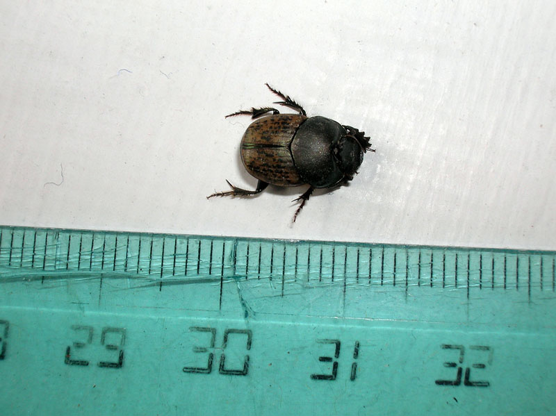 Quale Onthophagus??