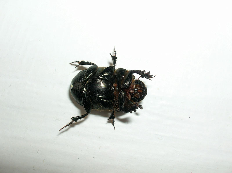 Quale Onthophagus??