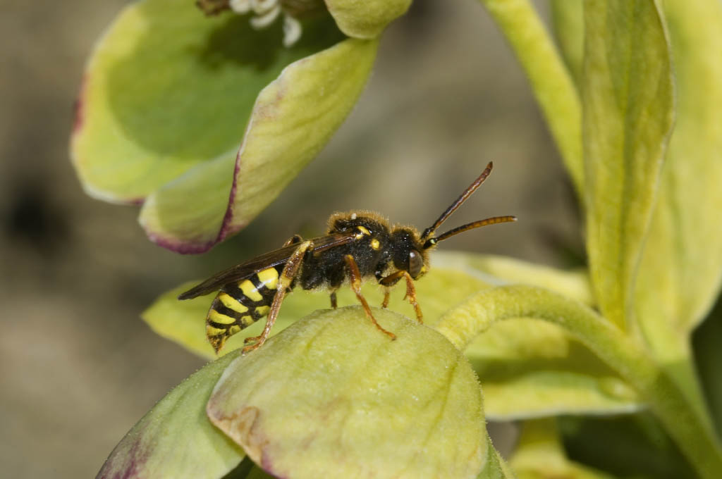 Chi è? (Nomada sp.)