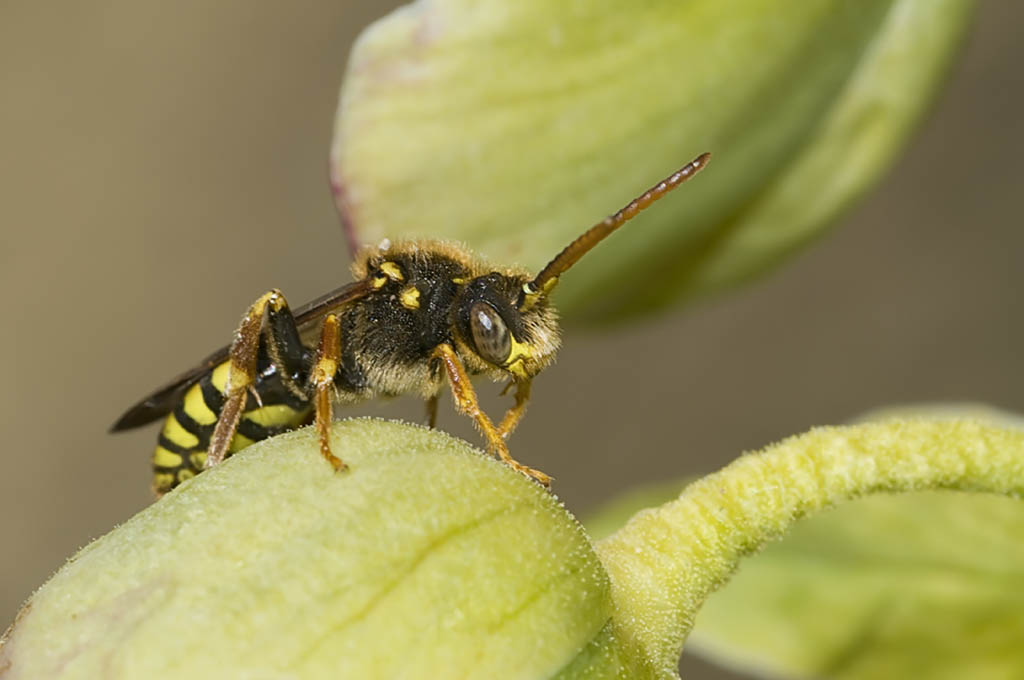 Chi è? (Nomada sp.)