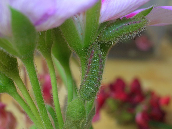 Cacyreus marshalli