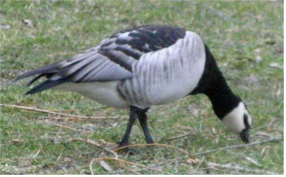 Oca facciabianca  Branta leucopsis