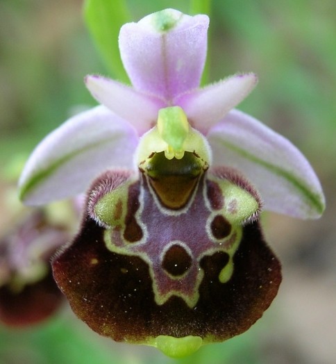 Ophrys fuciflora