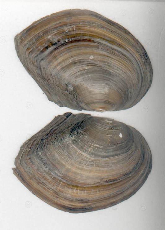 Anodonta (Sinanodonta) woodiana