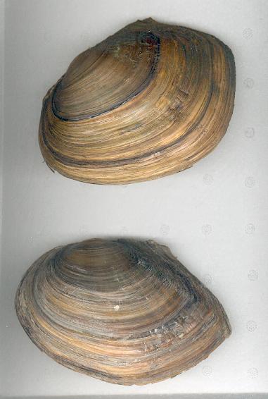 Anodonta (Sinanodonta) woodiana