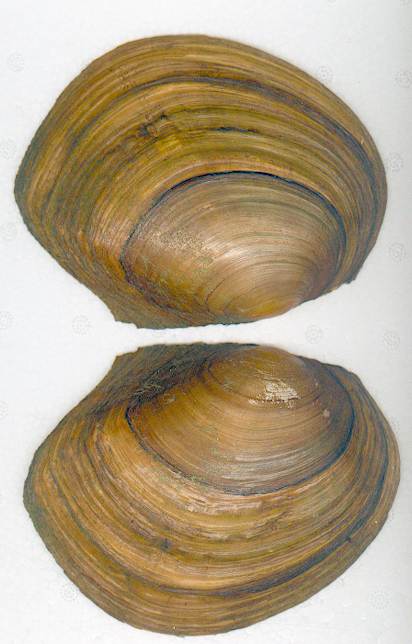 Anodonta (Sinanodonta) woodiana