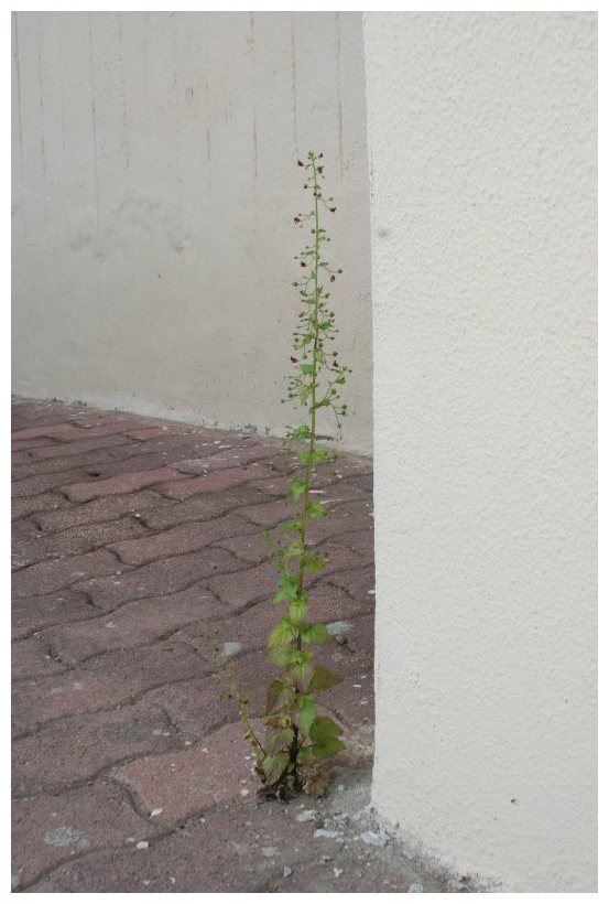 Scrophularia peregrina / Scrofularia annuale