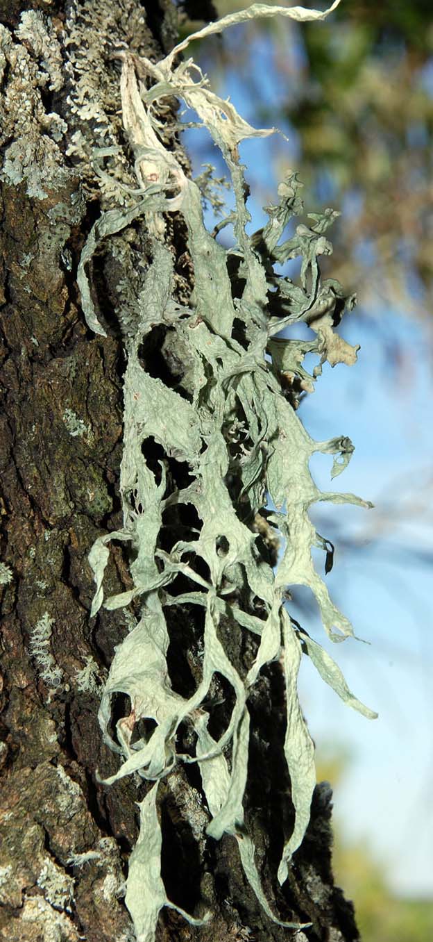 Ramalina