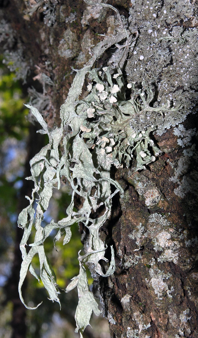 Ramalina