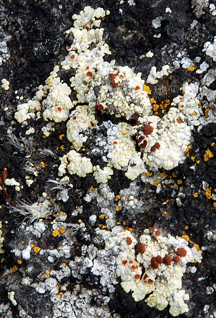 I licheni di Monte Lauro