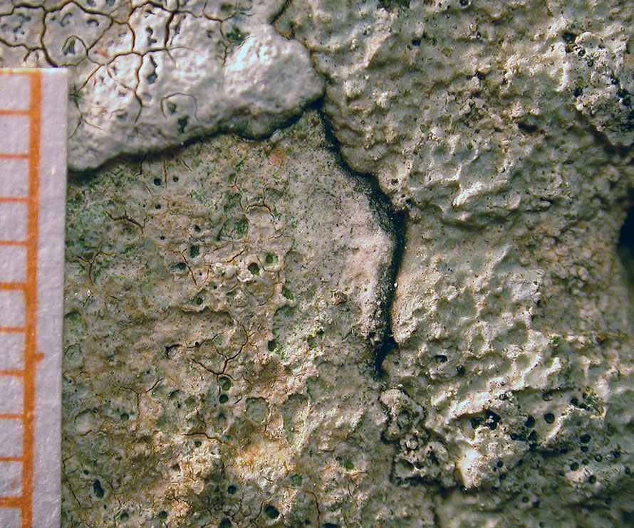 Licheni endolitici