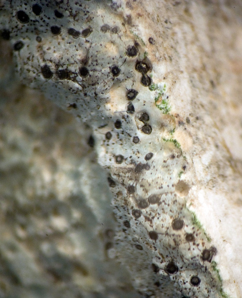 Licheni endolitici