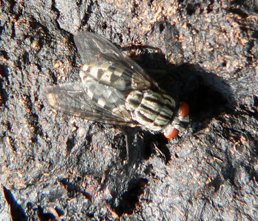 Sarcophaga sp.