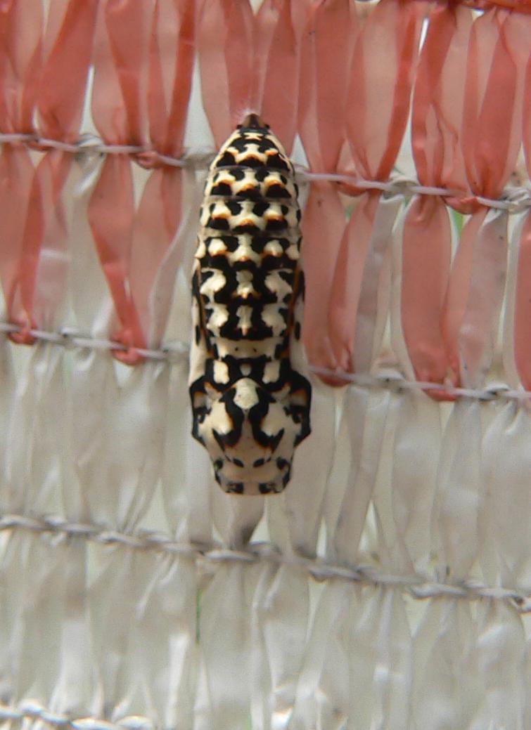 Melitaea didyma - pupa