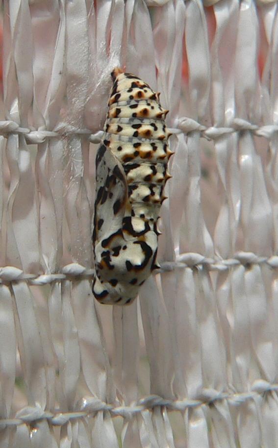 Melitaea didyma - pupa