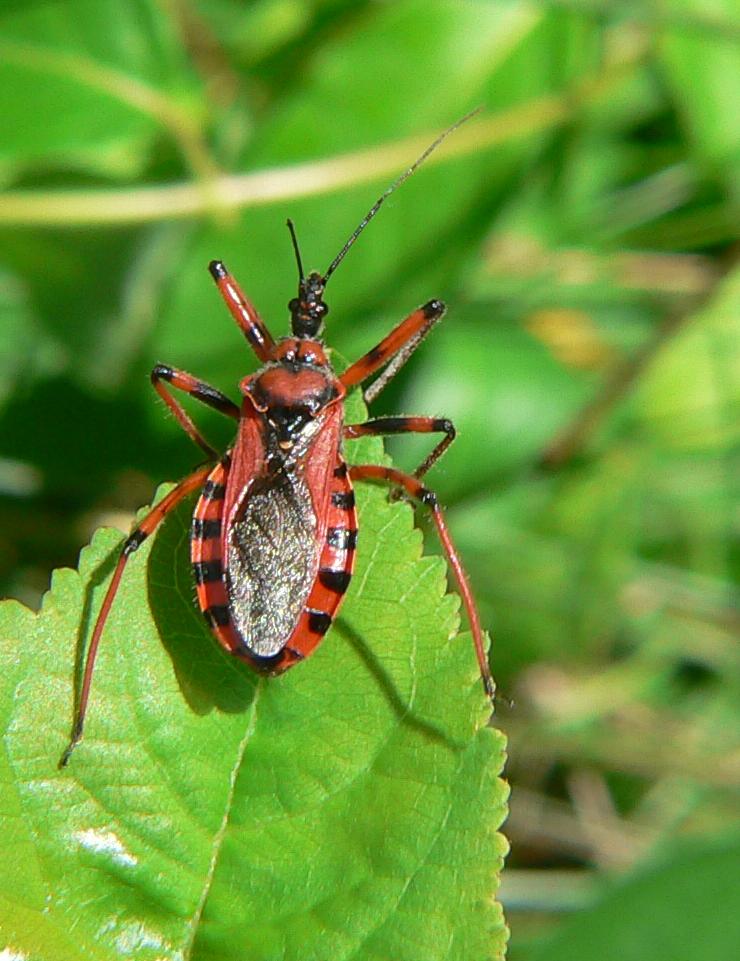 Un Rhynocoris dubbio (Heteroptera, Reduviidae)