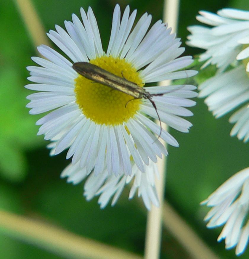 Lepidottero che imita un cerambice...Adelidae