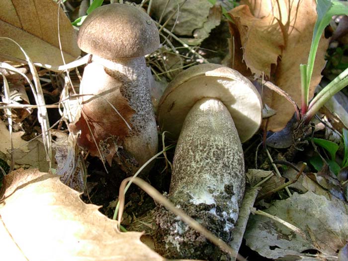 due Leccinum Lago del Salto (RI)  03.10.06