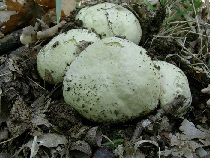 Boletus Lago del Salto (RI) 03.10.06