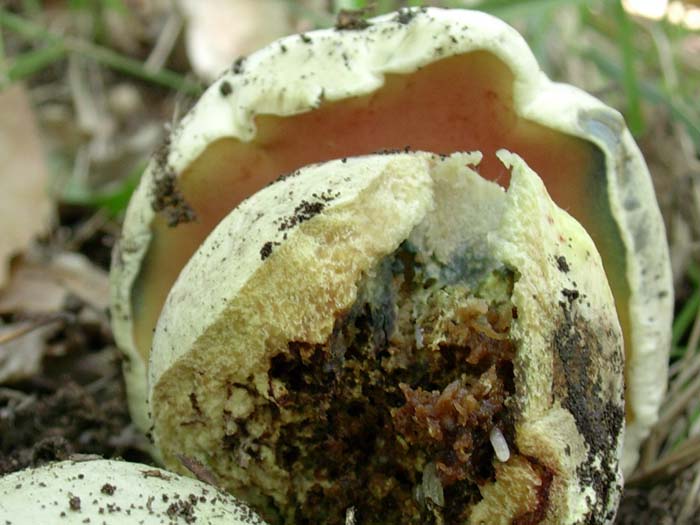 Boletus Lago del Salto (RI) 03.10.06