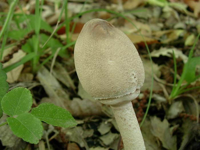 Macrolepiota Lago del Salto (RI) 03.10.06