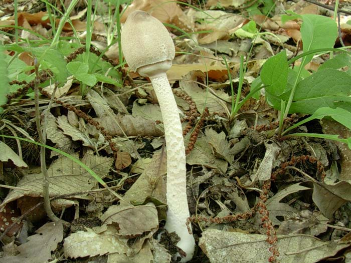 Macrolepiota Lago del Salto (RI) 03.10.06