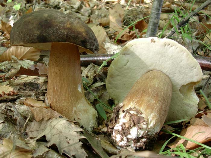 Boletus aereus (Lago del Salto - RI) 03.10.06
