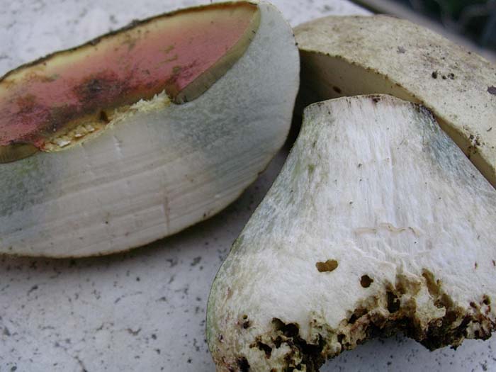 Boletus Lago del Salto (RI) 03.10.06