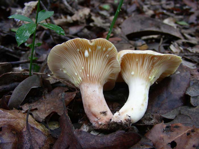 05.12.06 Santa Severa (RM)