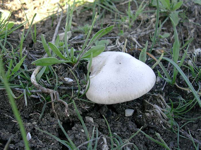 Pleurotus eryngii (Monti della Tolfa - RM) 06.10.06