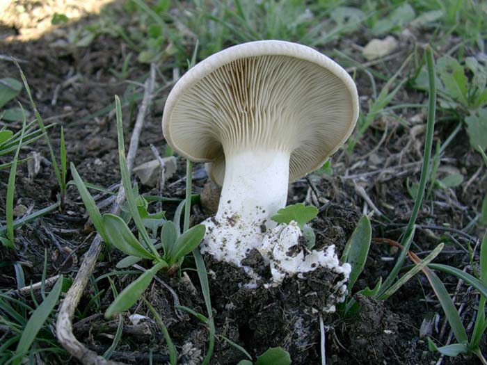 Pleurotus eryngii (Monti della Tolfa - RM) 06.10.06