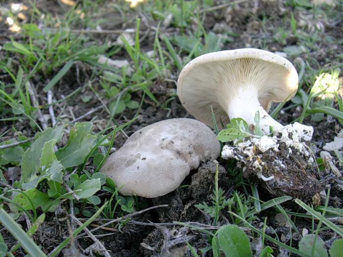 Pleurotus eryngii (Monti della Tolfa - RM) 06.10.06