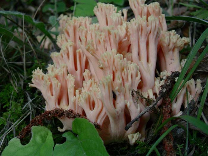 Ramaria formosa Lago del Salto (RI) 07.10.06