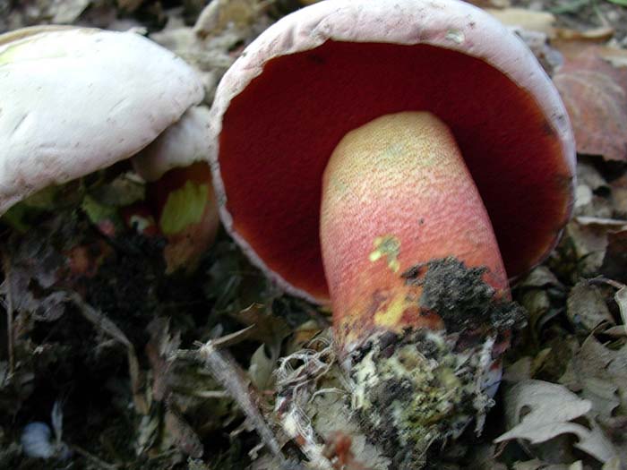 Boletus Lago del Salto (RI) 03.10.06