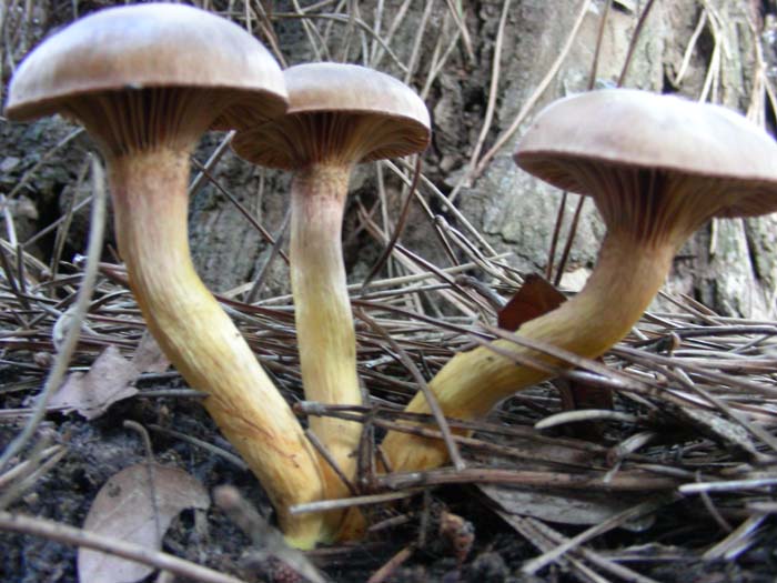 Chroogomphus rutilus? 05.12.06