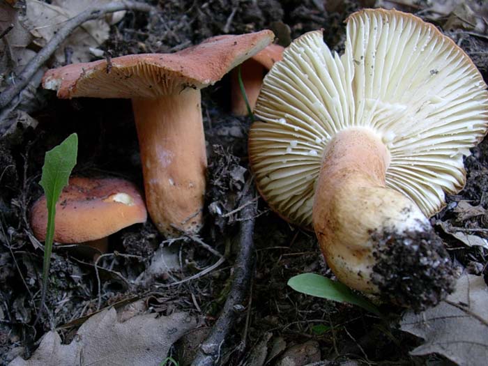 Lactarius (Tolfa-RM) 13.10.06  da determinare