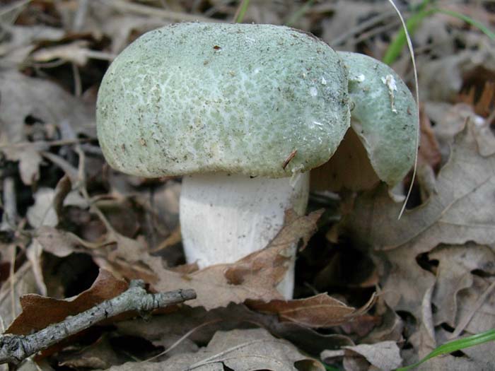 Russula  virescens (Tolfa-RM) 13.10.06