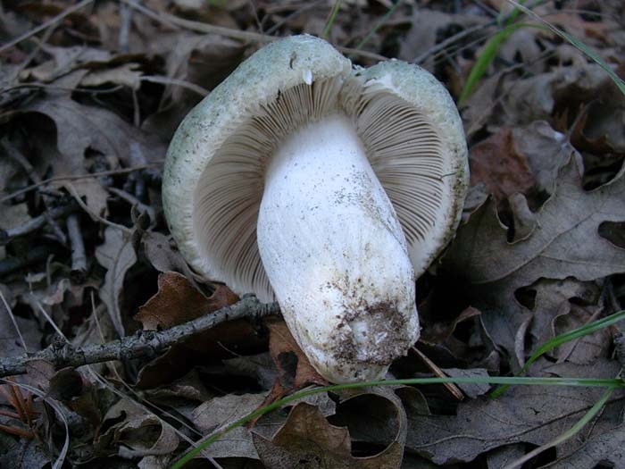Russula  virescens (Tolfa-RM) 13.10.06