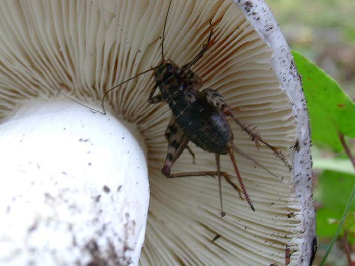 che cos'' trovato sotto un fungo - Gryllomorpha dalmatina