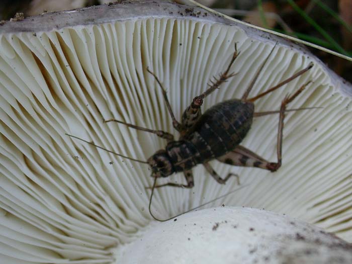 che cos'' trovato sotto un fungo - Gryllomorpha dalmatina