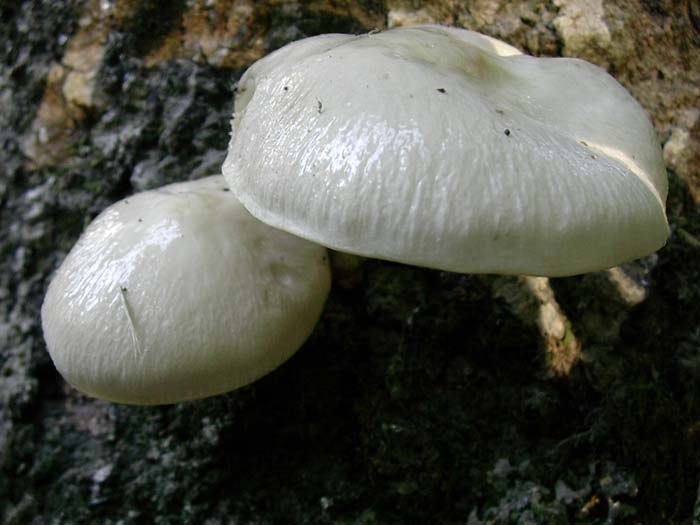 da determinare (Tolfa-RM) 17.10.06