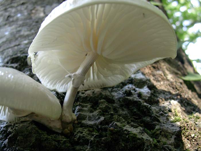 da determinare (Tolfa-RM) 17.10.06