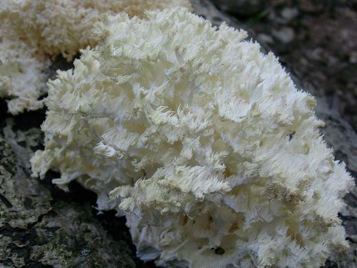 Hericium clathroides? (Tolfa-RM) 17.10.06