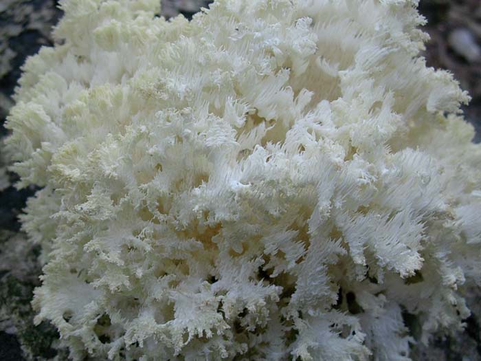 Hericium clathroides? (Tolfa-RM) 17.10.06
