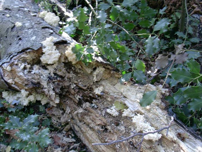 Hericium clathroides? (Tolfa-RM) 17.10.06
