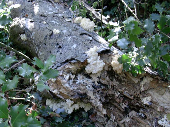 Hericium clathroides? (Tolfa-RM) 17.10.06